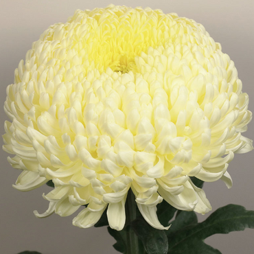 Хризантема крупноцветковая Кремист Уайт